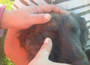 A disparos mataron a un perro y dejaron grave a otro