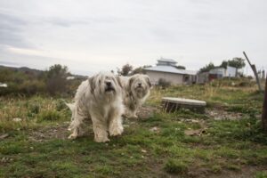 Perros abandonados “invaden” las parcelas del Loteo Varillas