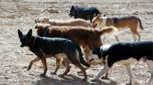 Jauría de “perros asilvestrados”  mató a 13 ovejas y dejó heridos  a otros 45 ovinos