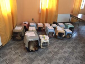 Con una importante convocatoria el municipio continúa ejecutando operativos de esterilización felina