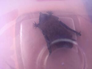 Detectan caso positivo de murciélago  con rabia en Puerto Natales