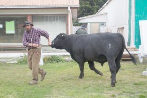 Asogama mostrará lo mejor de la ganadería regional