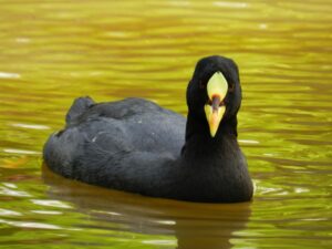 Las aves que podrían desaparecer por crisis medioambiental en Humedal Tres Puentes
