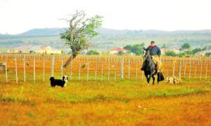 Presupuesto de subsidio al riego agropecuario 2017 es 47% menor que el promedio de últimos tres años