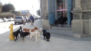 Disminuye número de perros y aumenta colocación de chips