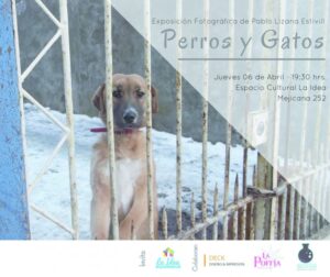 Se inauguró exposición “Perros y Gatos”