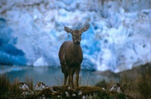 Recientemente publicado Libro El Huemul invita a conocer y proteger la especie