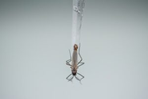 Parochlus steinenii: la mosca antártica que indica el cambio climático