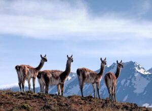 Experto veterinario reconoce aumento de guanacos y anuncia estudio