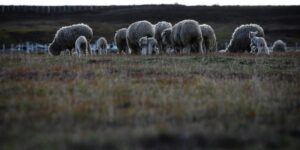 Nace Corporación por el Desarrollo  de Buenas Prácticas Ganaderas