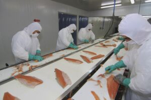 Industria acuícola extiende centros de  venta en Natales, Porvenir y Punta Arenas