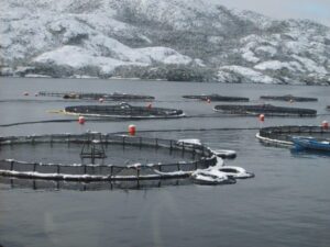 Salmón aumentó su precio en un 41% y sector magallánico destaca buen momento