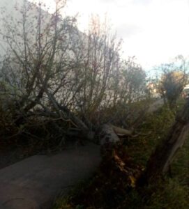 Informe de la oficina de la oficina Comunal de Emergencia  referente a daños consecuencia del  viento reinante en  Punta Arenas
