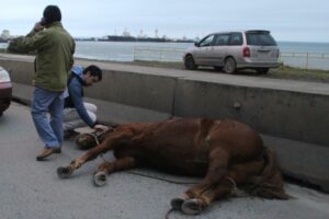 Caballo que corría desbocado termina muerto en calle 21 de Mayo