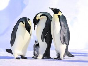 Pingüinos antárticos viven diferentes realidades tras cambio climático