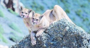 Puma de Torres del Paine intimidó a reportero de National Geographic
