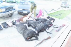 Casi un año y medio deberá pasar en  la cárcel un imputado por abigeato