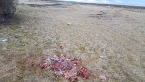 Ganadero sufre otro robo de animales avaluado en más de $ 21 millones