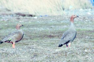 Magallanes sale al rescate  del canquén colorado