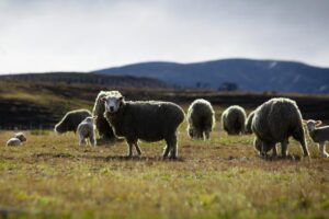 “La falta de agua y nieve es un duro golpe para la economía regional”