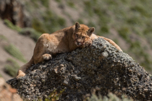 Fotógrafo que tuvo encuentro con un puma visitará Magallanes en septiembre