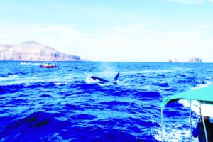 El avistamiento de orcas podría  convertirse en nuevo nicho turístico