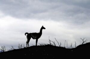 La gran encrucijada que genera la sobrepoblación de guanacos en Magallanes