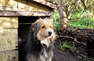 Ley Cholito podría amenazar reconocimiento de perros “terriers” y “ovejeros magallánicos”