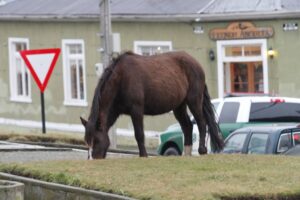 Dos concejales de Punta Arenas inquietos por caballos en las calles