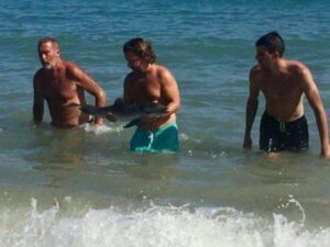 Muere cría de delfín en manos de turistas en playa española