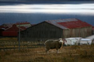 Agricultura estima en 200 mil cabezas de ganado ovino perdidas por abigeato