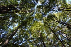 Tala ilegal de bosque nativo: Ordenan pagar multa superior a los $511 millones y reforestar