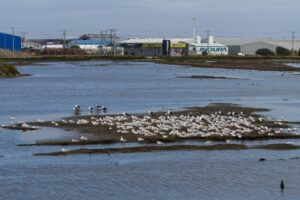Punta Arenas perdió vegetación  en los últimos 10 años
