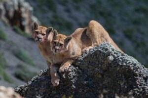 Torres del Paine: el hogar ancestral de los pumas