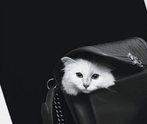 Esta es la gata más millonaria del mundo