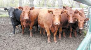Producción de carne bovina disminuyó un 50% en Magallanes
