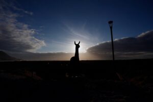 Cinco mil guanacos podrán ser cazados con autorización del Sag
