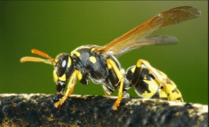 Especies invasoras generan pérdidas por casi US$90 millones al año