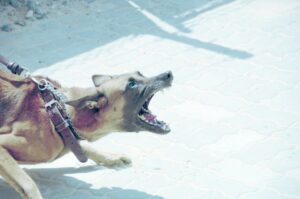 ¿Cómo cambiará Punta Arenas con la Ley de Tenencia Responsable de Mascotas?