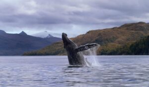 Tierra del Fuego compite por ser el mejor destino emergente de Chile