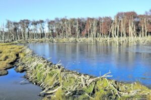 Invasión de castores deja pérdidas anuales de $ 465 millones en Magallanes