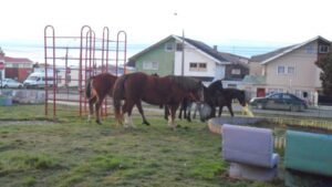 Estudian la mejor forma de sacar de las calles a caballos y vacas