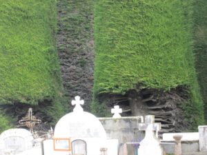Fumigarán cipreses del Cementerio Municipal  de Punta Arenas por presencia de insectos
