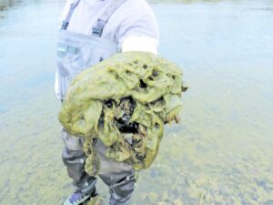 Refuerzan medidas para disminuir plaga de Dídymo en Magallanes