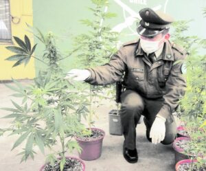 Mujer denunció a su arrendatario por cultivar marihuana en indoor