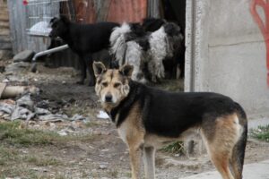 712 mordeduras de perros en lo que va del año