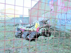Limpiaron sitio eriazo que estuvo transformado en céntrico basural