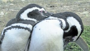 Gremio del turismo critica a Conaf por restricción de visitas a pingüineras