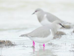 Ave magallánica entre las más buscadas por “birdwatchers”