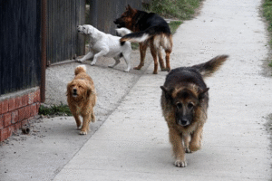 680 mordeduras de perros se han registrado en Punta Arenas en lo que va del año